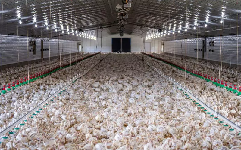 light for chicken coop in large-scale poultry farm